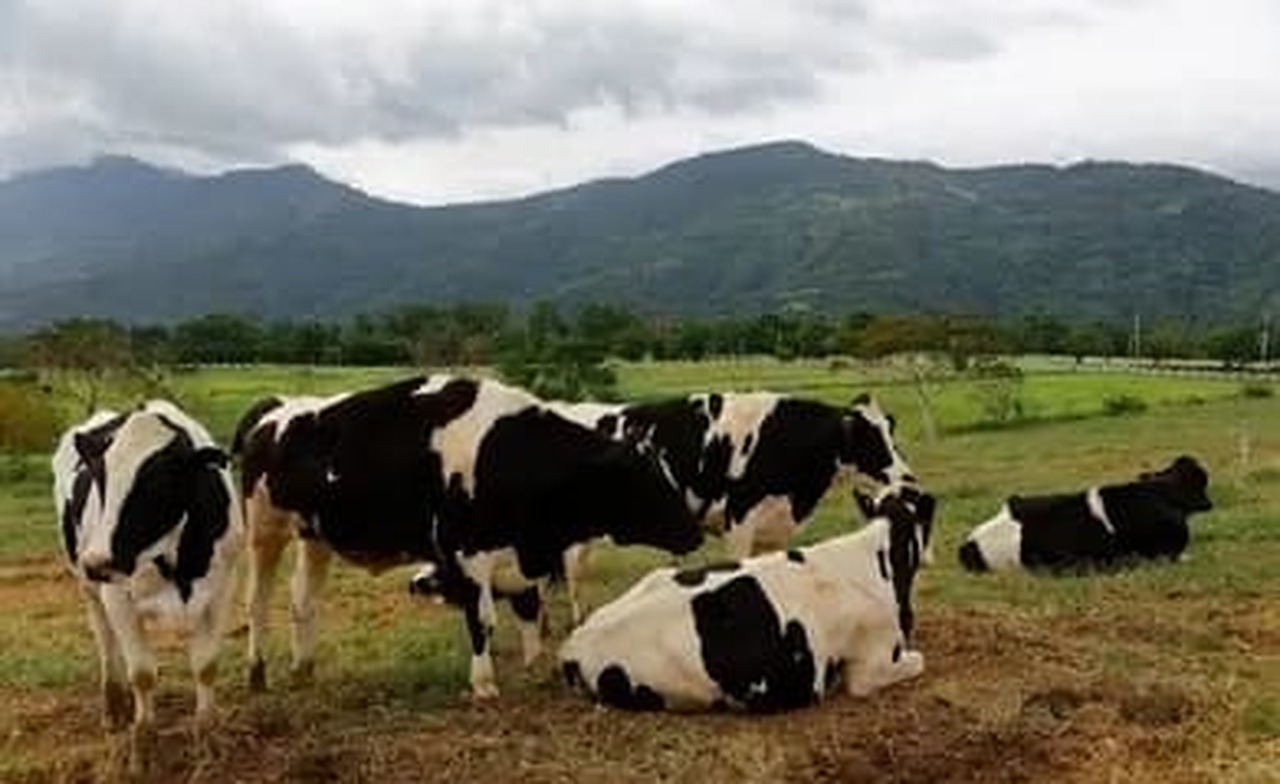 Vacas en pastura de libre pastoreo